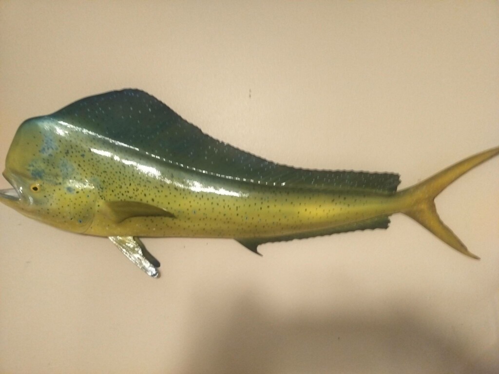 Mahi mahi dolphin fish taxidermy mount