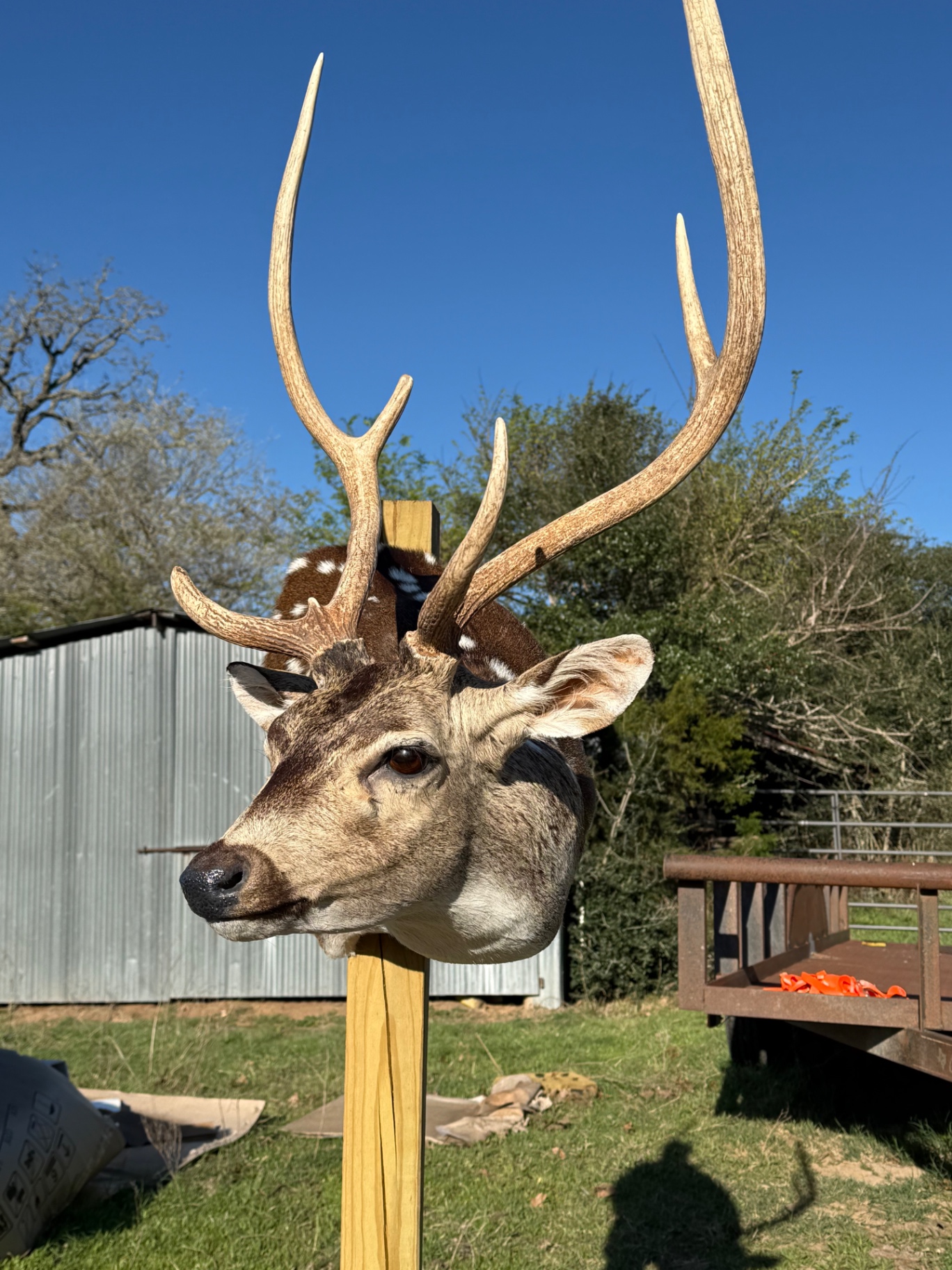 Axis deer buck shoulder mount with spotted hide