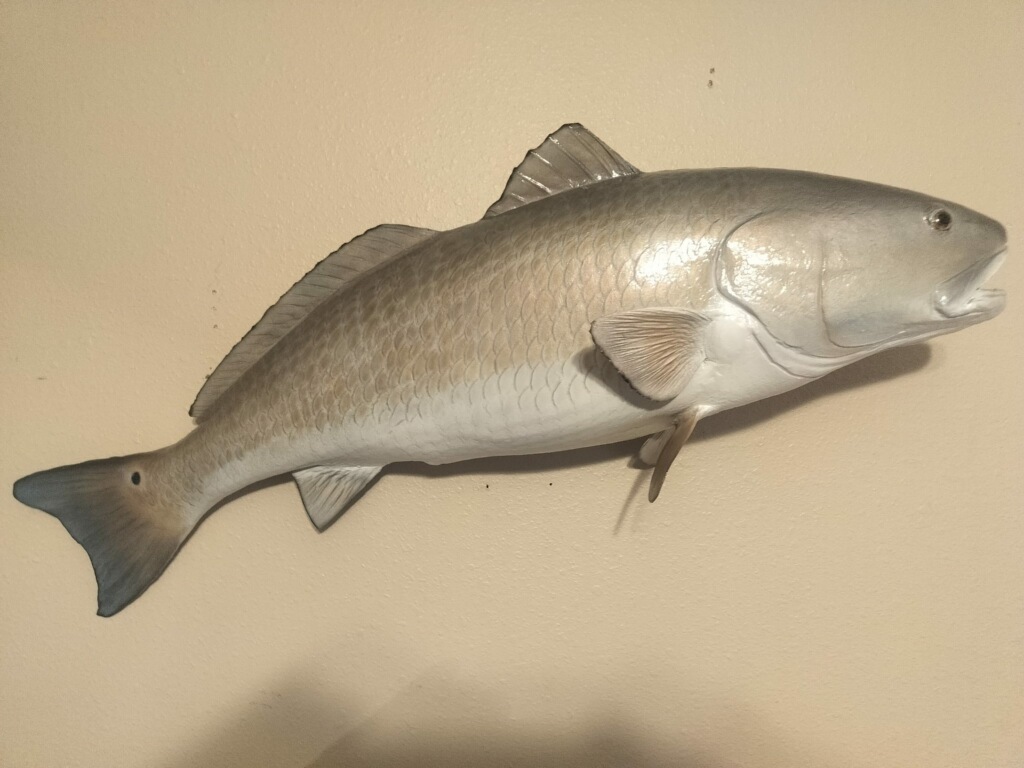 Redfish skin mount wall display