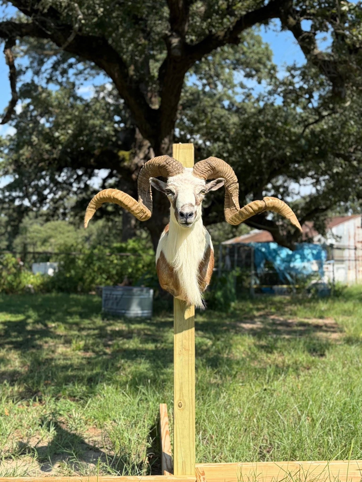 Corsican ram shoulder mount with curved horns