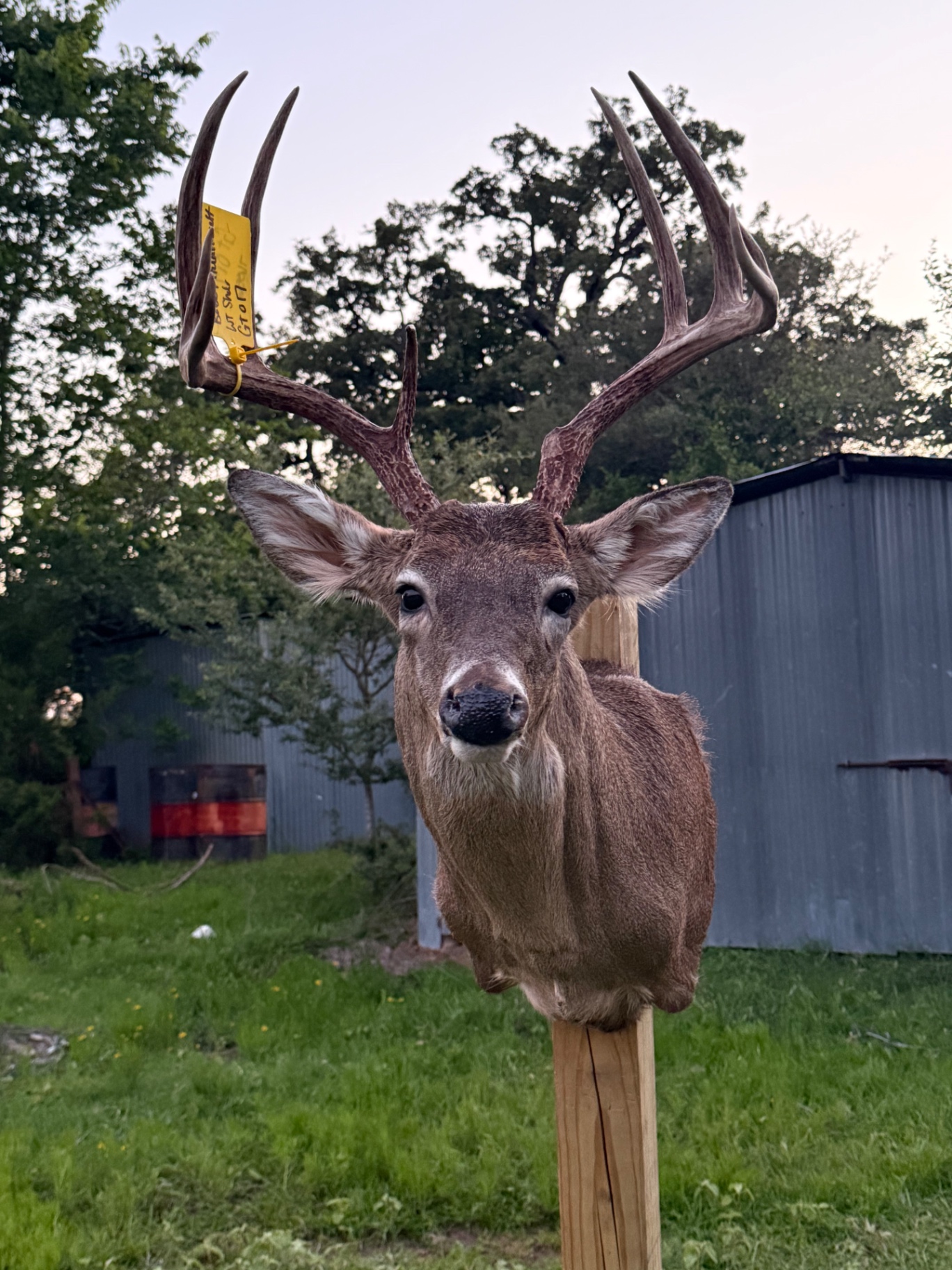 Whitetail deer shoulder mount with tall antlers