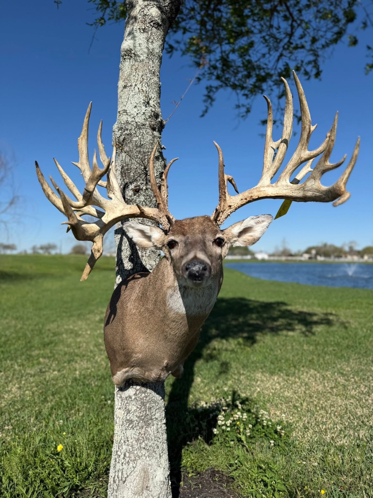Texas whitetail buck trophy shoulder mount