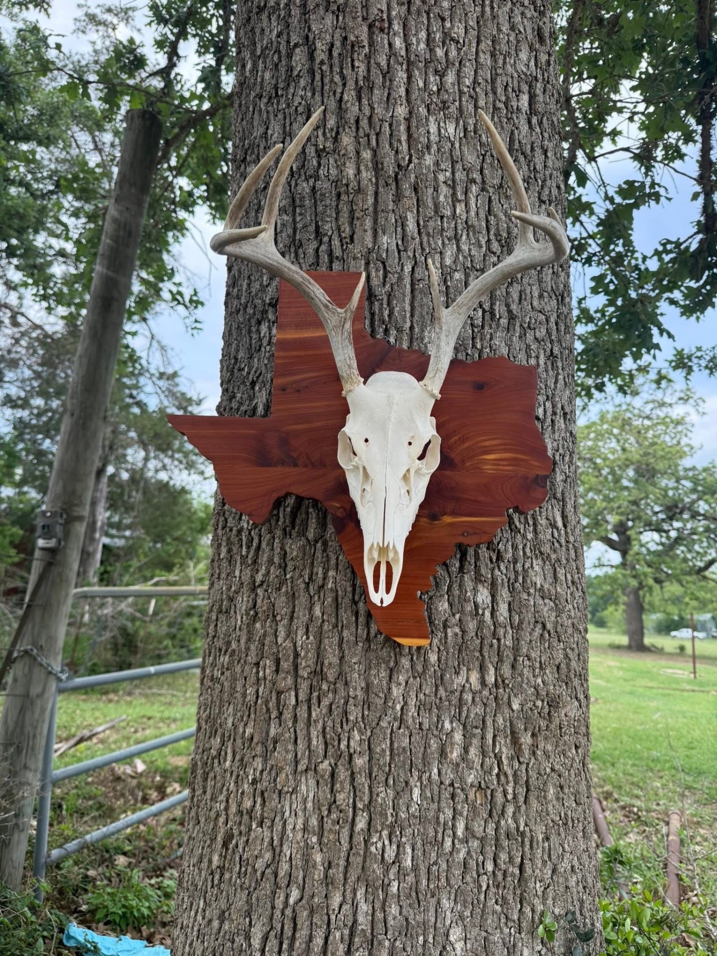European whitetail skull mount on Texas-shaped cedar plaque
